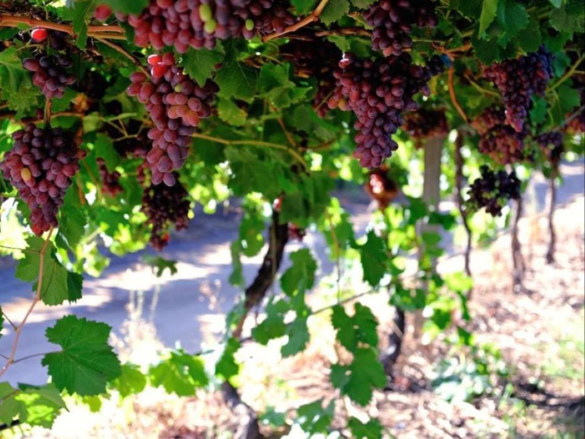 Mymering Wine & Guest Estate Ladismith Eksteriør bilde
